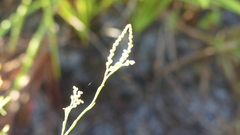 Polygonella polygama