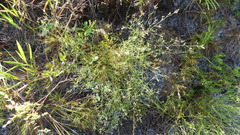 Polygonella polygama