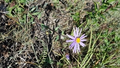 Aster alpinus