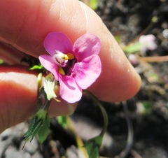 Diascia capensis