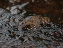 Kirtisinghe's Rock Frog photo 4