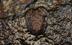 Kirtisinghe's Rock Frog photo 2