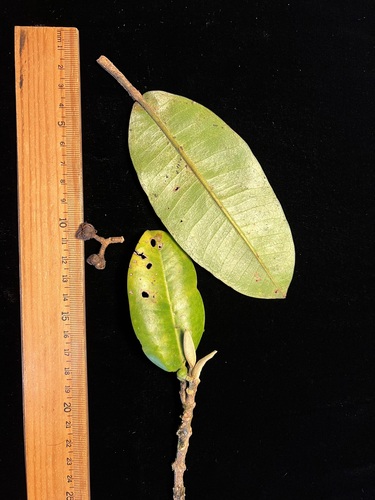 Melicope degeneri observed 2024-02-01