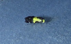 Rectiostoma xanthobasis