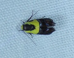 Rectiostoma xanthobasis