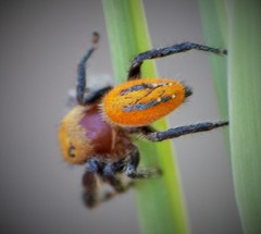 Phidippus pius