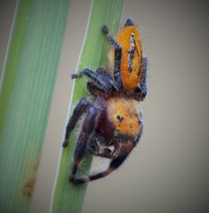Phidippus pius