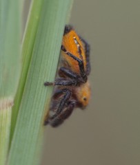 Phidippus pius