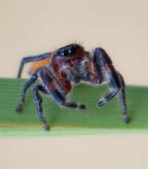 Phidippus pius