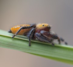 Phidippus pius