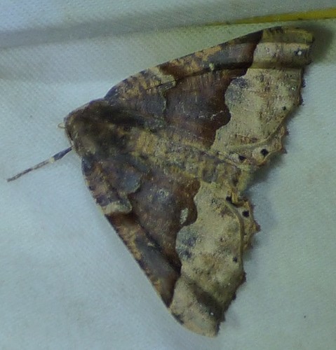 Morrison's Pero Moth photo 4