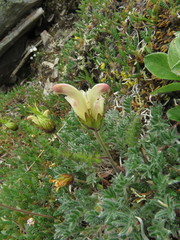 Pedicularis capitata