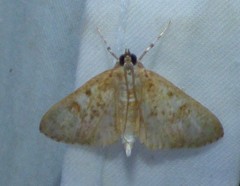 Palpita freemanalis