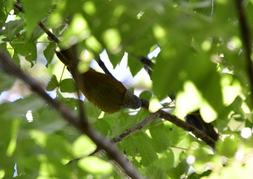 Grey-crowned Woodpecker (Colaptes auricularis), photo 7