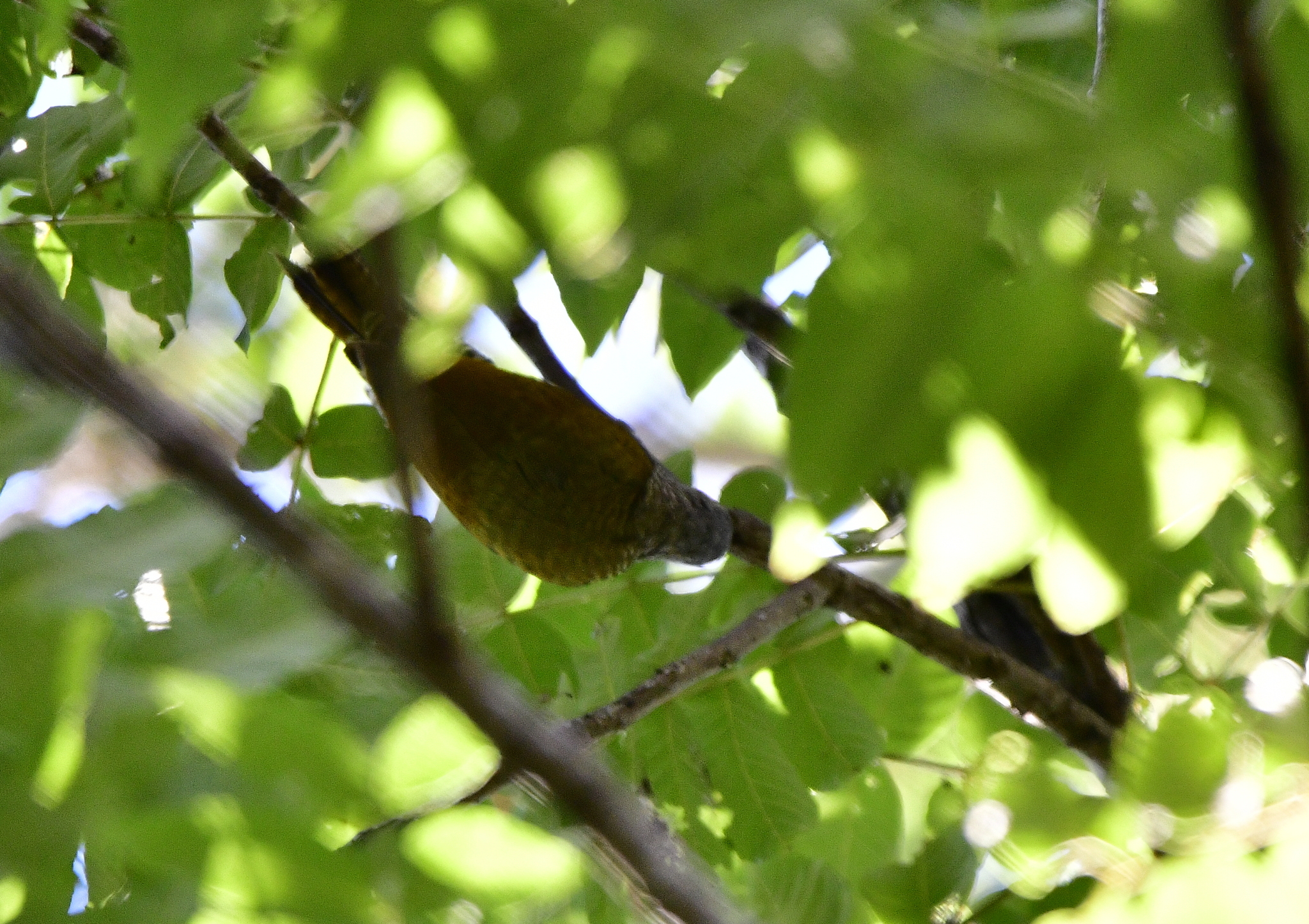 Grey-crowned Woodpecker (Colaptes auricularis), photo 8