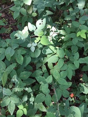 Desmodium laevigatum