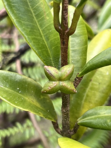 Melicope feddei