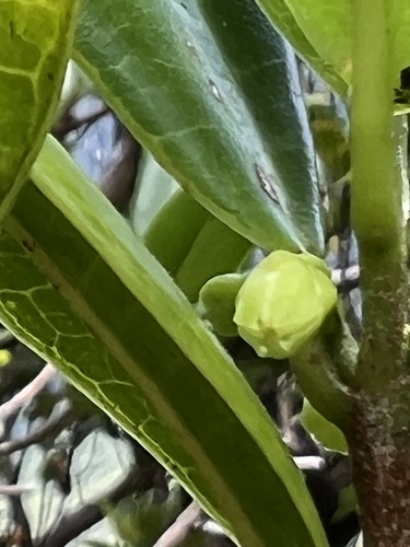 Melicope feddei