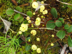 Splachnum luteum