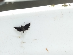Diathrausta
