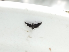 Diathrausta