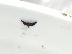 Diathrausta