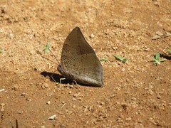 Polygrapha xenocrates