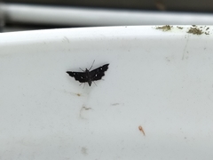 Diathrausta