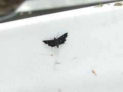 Diathrausta