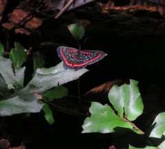 Amarynthis meneria