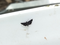 Diathrausta