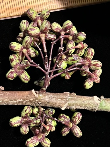 Melicope iolensis