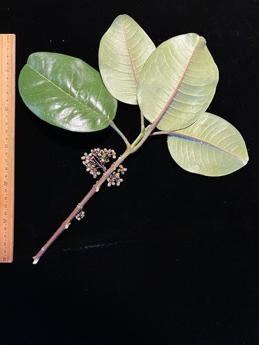 Melicope iolensis