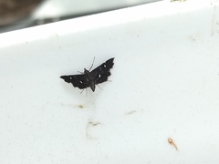 Diathrausta