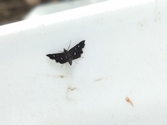 Diathrausta