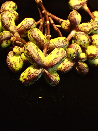 Melicope iolensis