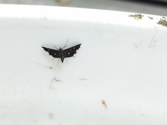Diathrausta