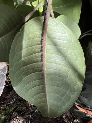 Melicope iolensis