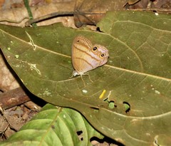 Amiga arnaca