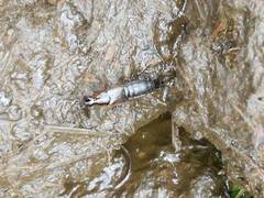 Philonthus marginatus