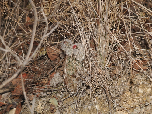 Image of Echinocereus fitchii by (c) Joseph Aubert, some rights reserved (CC BY)