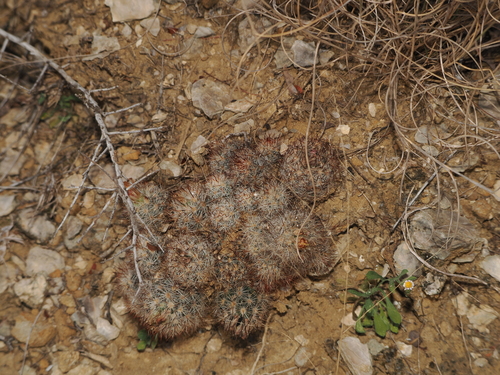 Image of Escobaria emskoetteriana by (c) Joseph Aubert, some rights reserved (CC BY)