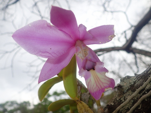 Cattleya nobilior, photograph 5