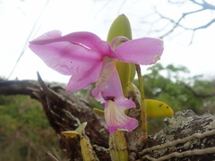 Cattleya nobilior, photograph author not stated, no rights reserved