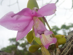 Cattleya nobilior, photograph author not stated, no rights reserved