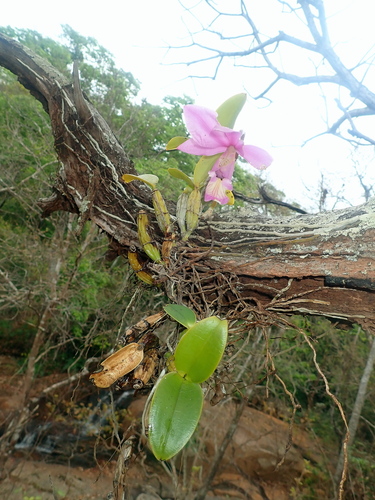 Cattleya nobilior, photograph 6