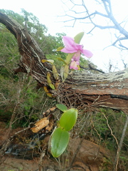 Cattleya nobilior, photograph author not stated, no rights reserved