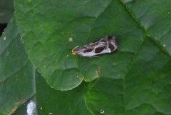 Dichomeris ochripalpella