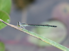 Agriocnemis minima