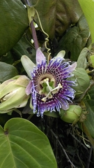 Passiflora ligularis